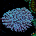 Classic Toadstool Coral with smooth cap in reef aquarium