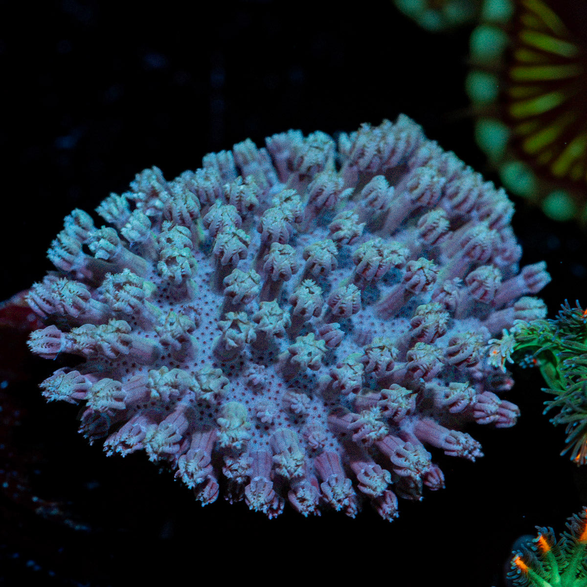 Classic Toadstool Coral with smooth cap in reef aquarium