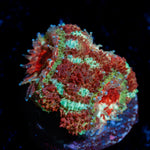 Pirate Hunter Asian acan coral with fleshy polyps in reef aquarium