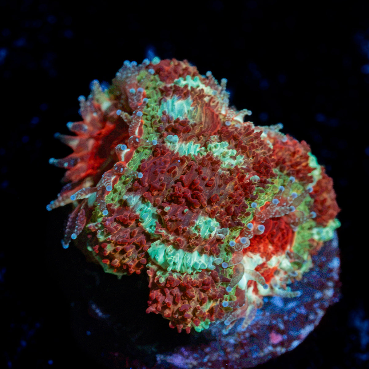 Pirate Hunter Asian acan coral with fleshy polyps in reef aquarium