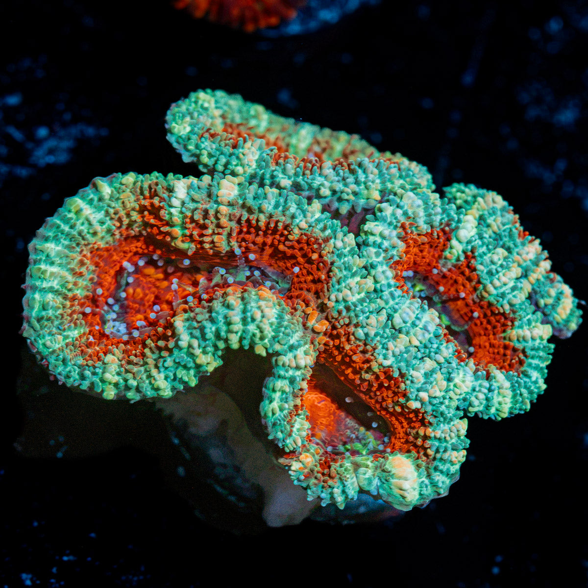 Acan Coral with fleshy polyps in reef aquarium