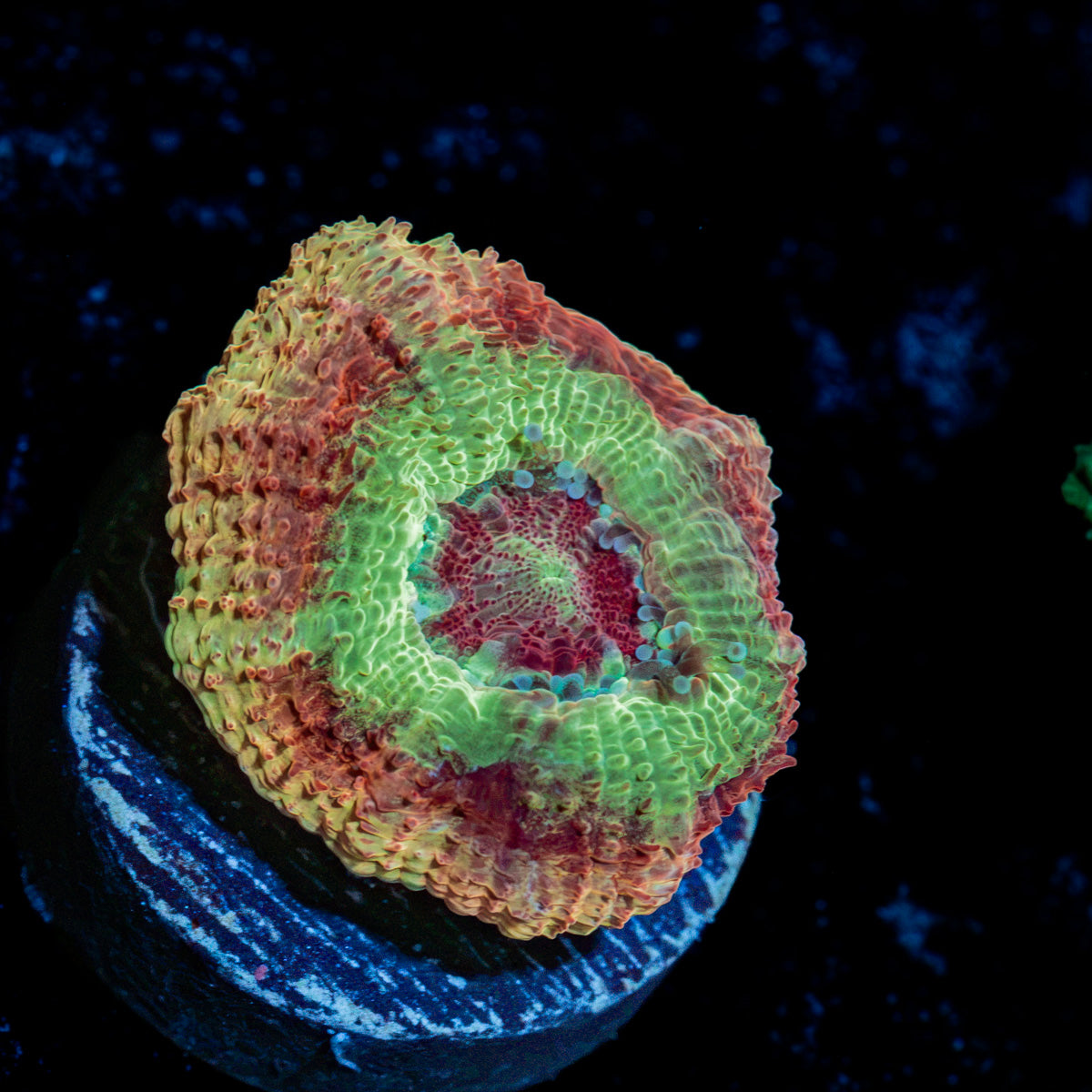 Chomper Acan Coral with fleshy polyps in reef aquarium