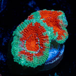 Acan Coral with fleshy polyps in reef aquarium