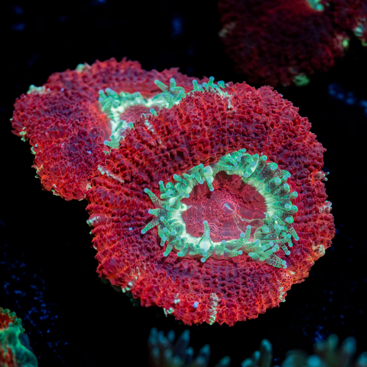 Blood Moon Acan Coral with fleshy polyps in reef aquarium