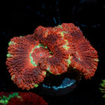 Blood Moon Acan Coral with fleshy polyps in reef aquarium