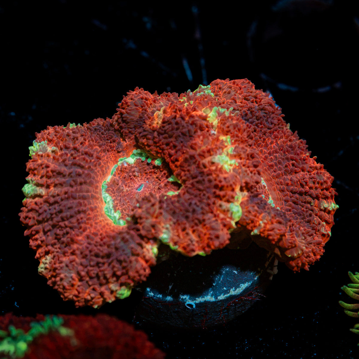 Blood Moon Acan Coral with fleshy polyps in reef aquarium