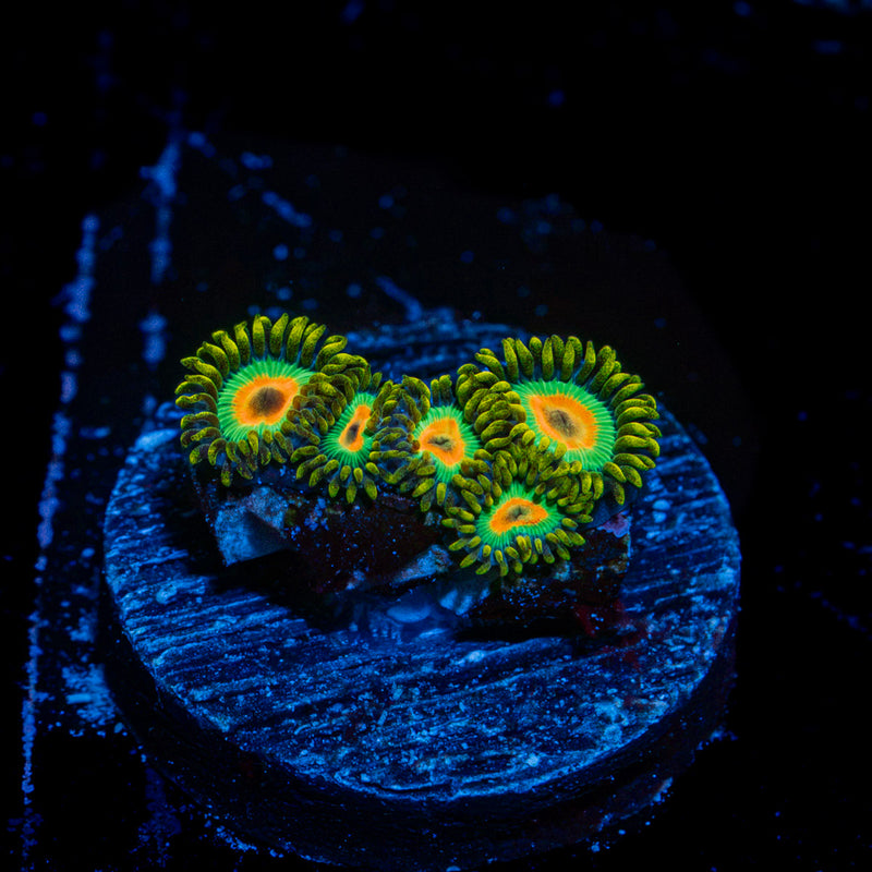 Rasta Zoanthid Coral with colony growth in reef aquarium
