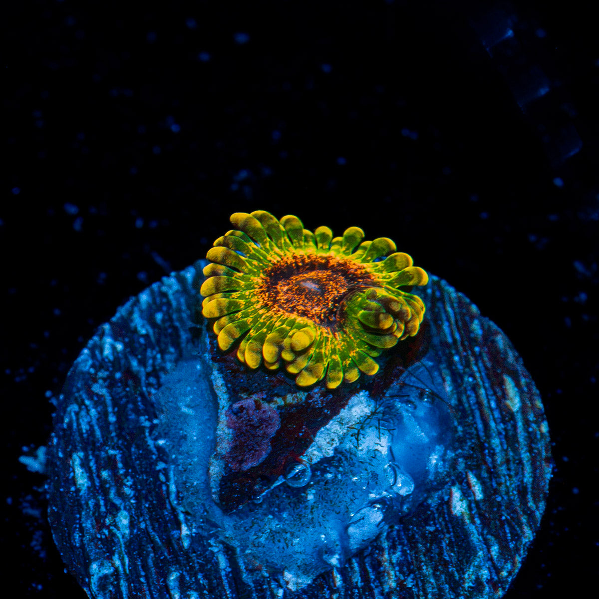 Grand Master Kraks Zoanthid Coral with colony growth in reef aquarium