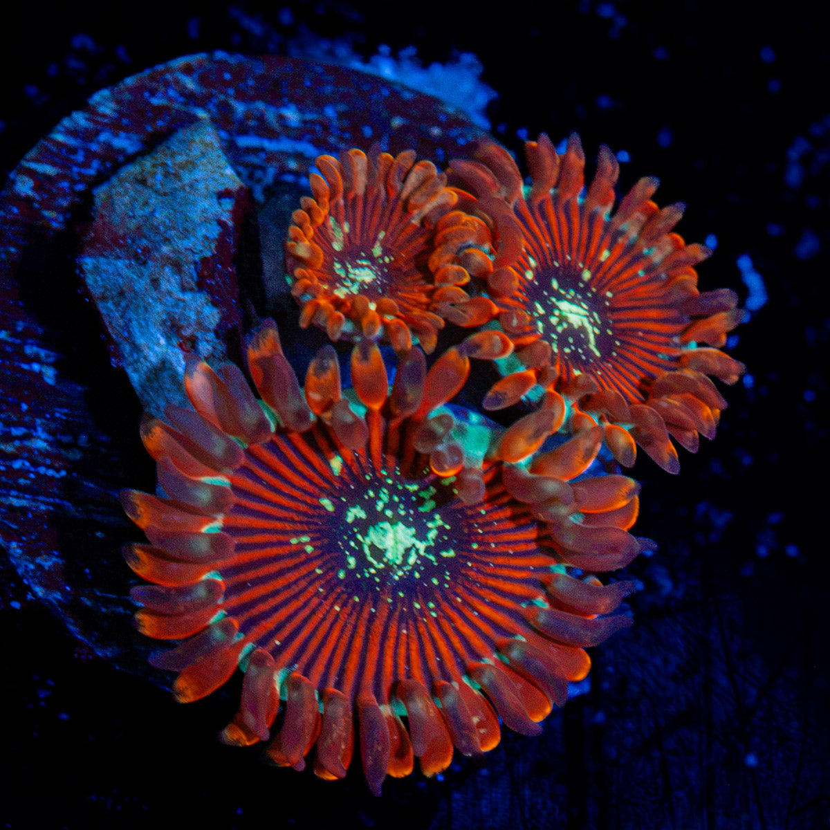 Dark Magicians Zoanthid Coral with colony growth in reef aquarium