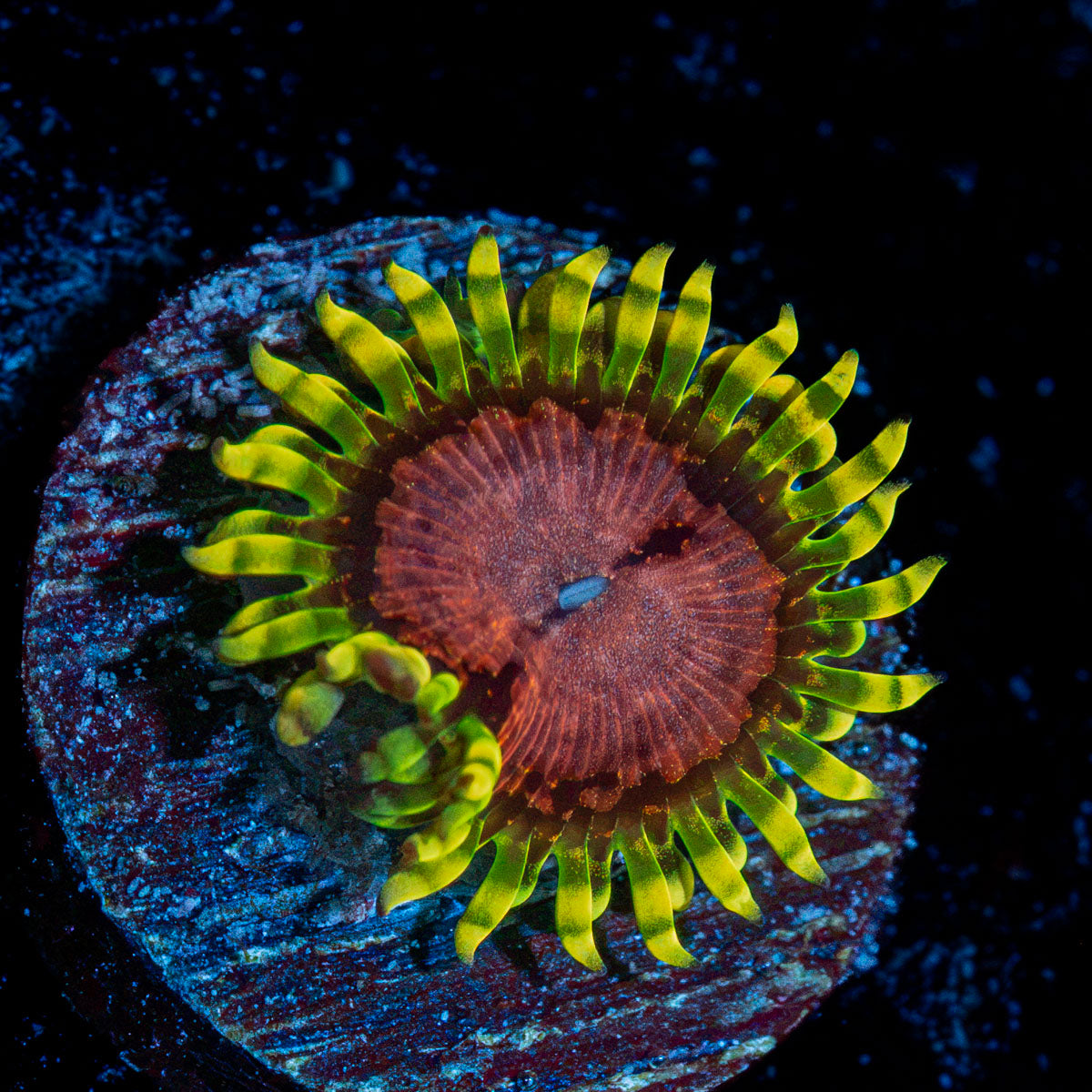 Purple Monster Zoanthid Coral with colony growth in reef aquarium