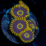 Blue Jay Zoanthid Coral colony growth in reef aquarium