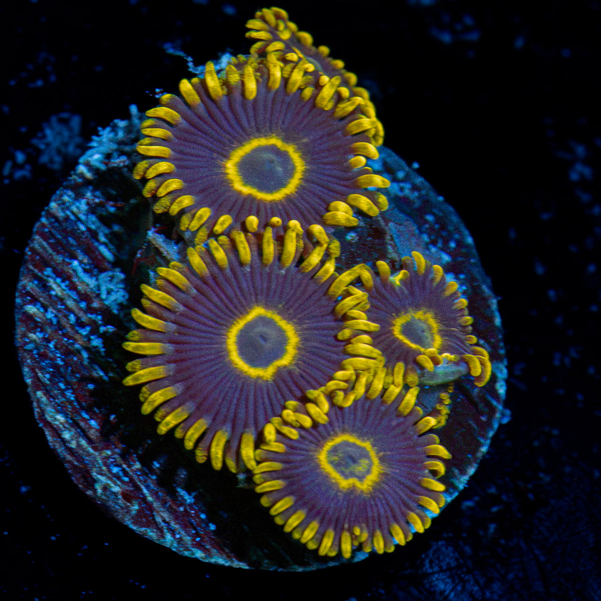 Blue Jay Zoanthid Coral colony growth in reef aquarium