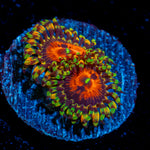 Piranha Plants Zoanthid Coral colony growth in reef aquarium