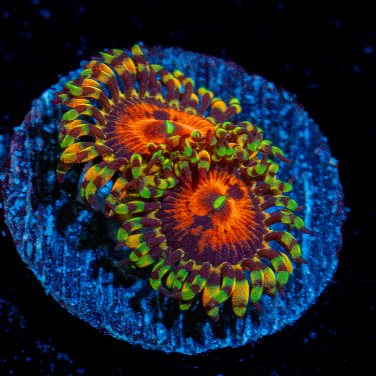 Piranha Plants Zoanthid Coral colony growth in reef aquarium