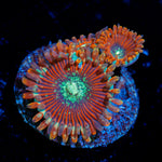 Dark Magicians Zoanthid Coral with colony growth in reef aquarium