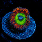 Candy Apple Red Zoanthid Coral with colony growth in reef aquarium