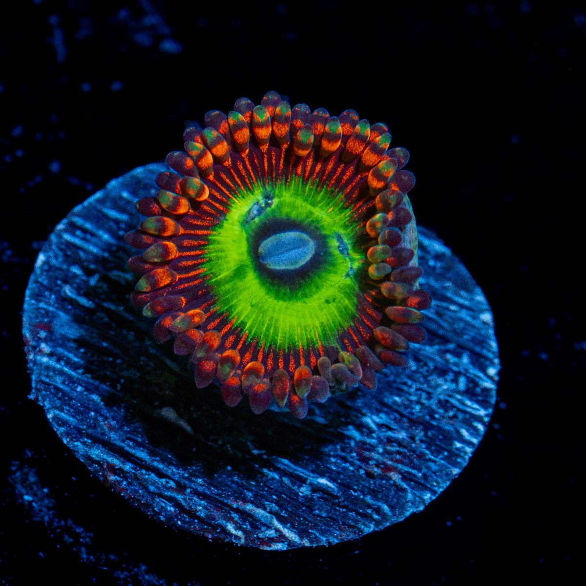 Candy Apple Red Zoanthid Coral with colony growth in reef aquarium