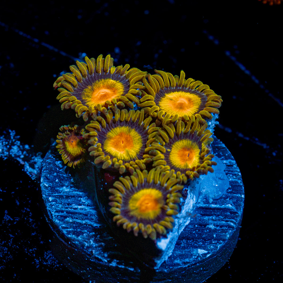 Tutti Fruit Zoanthid Corals with colony growth in reef aquarium