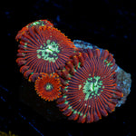 Dark Magicians Zoanthid Coral colony growth in reef aquarium