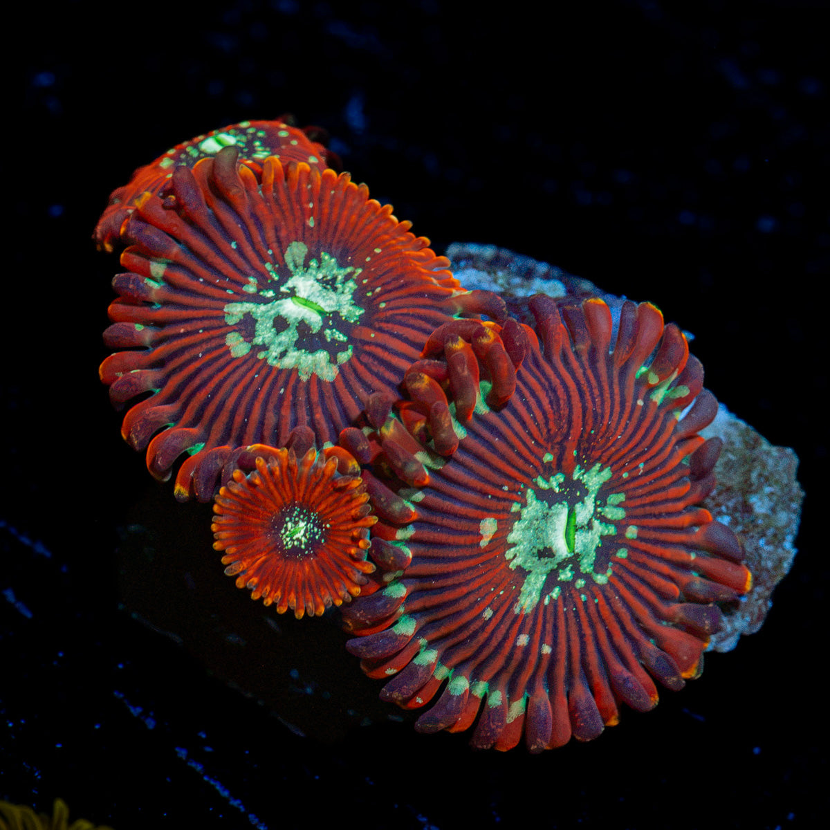Dark Magicians Zoanthid Coral colony growth in reef aquarium