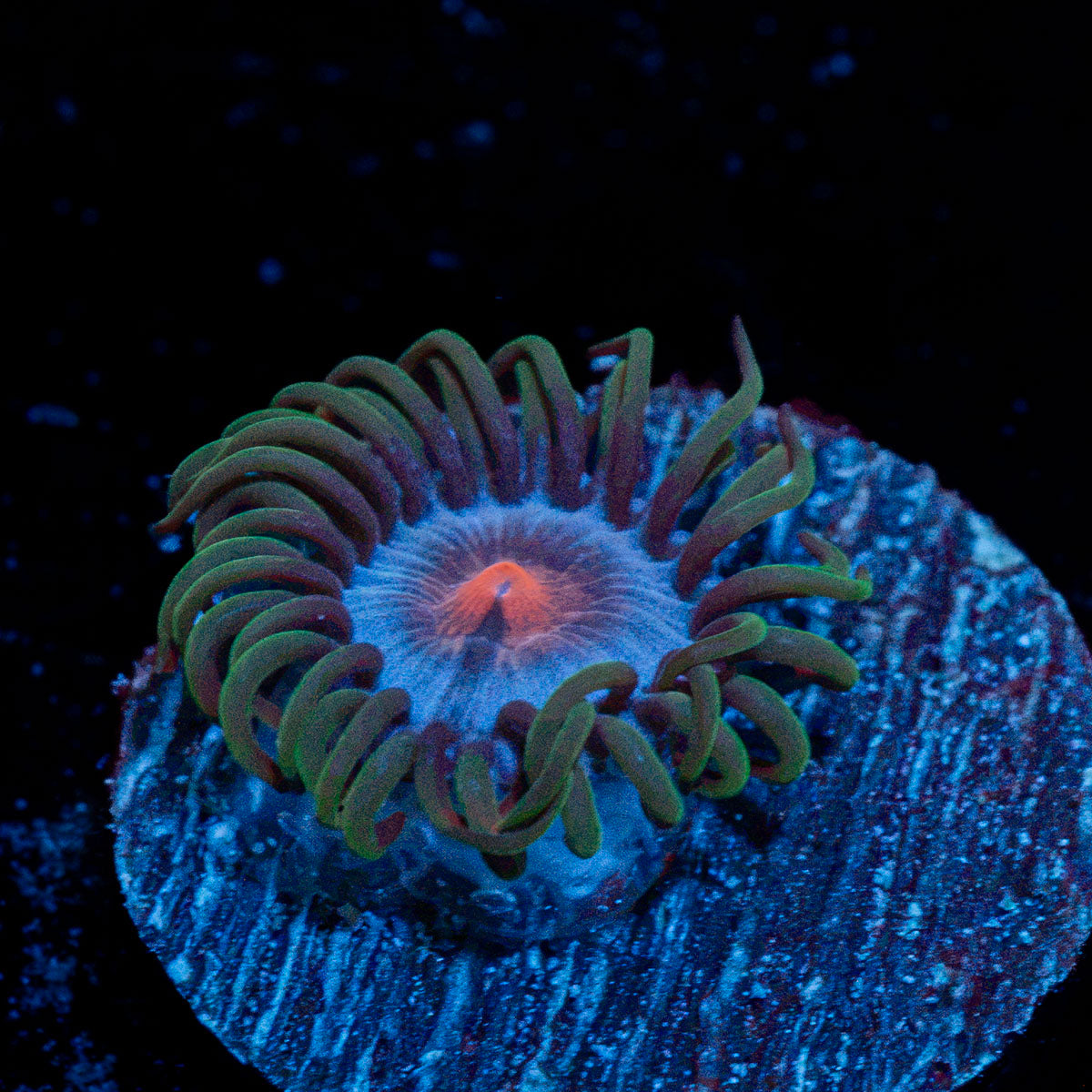 Miami Vice Zoanthid Coral with colony growth in reef aquarium
