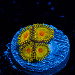 Tutti Fruit Zoanthid Corals colony growth in reef aquarium