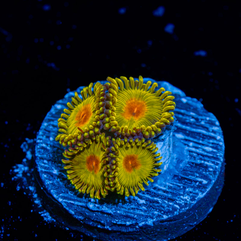 Tutti Fruit Zoanthid Corals colony growth in reef aquarium
