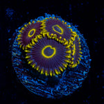 Blue Jay Zoanthid Coral with colony growth in reef aquarium