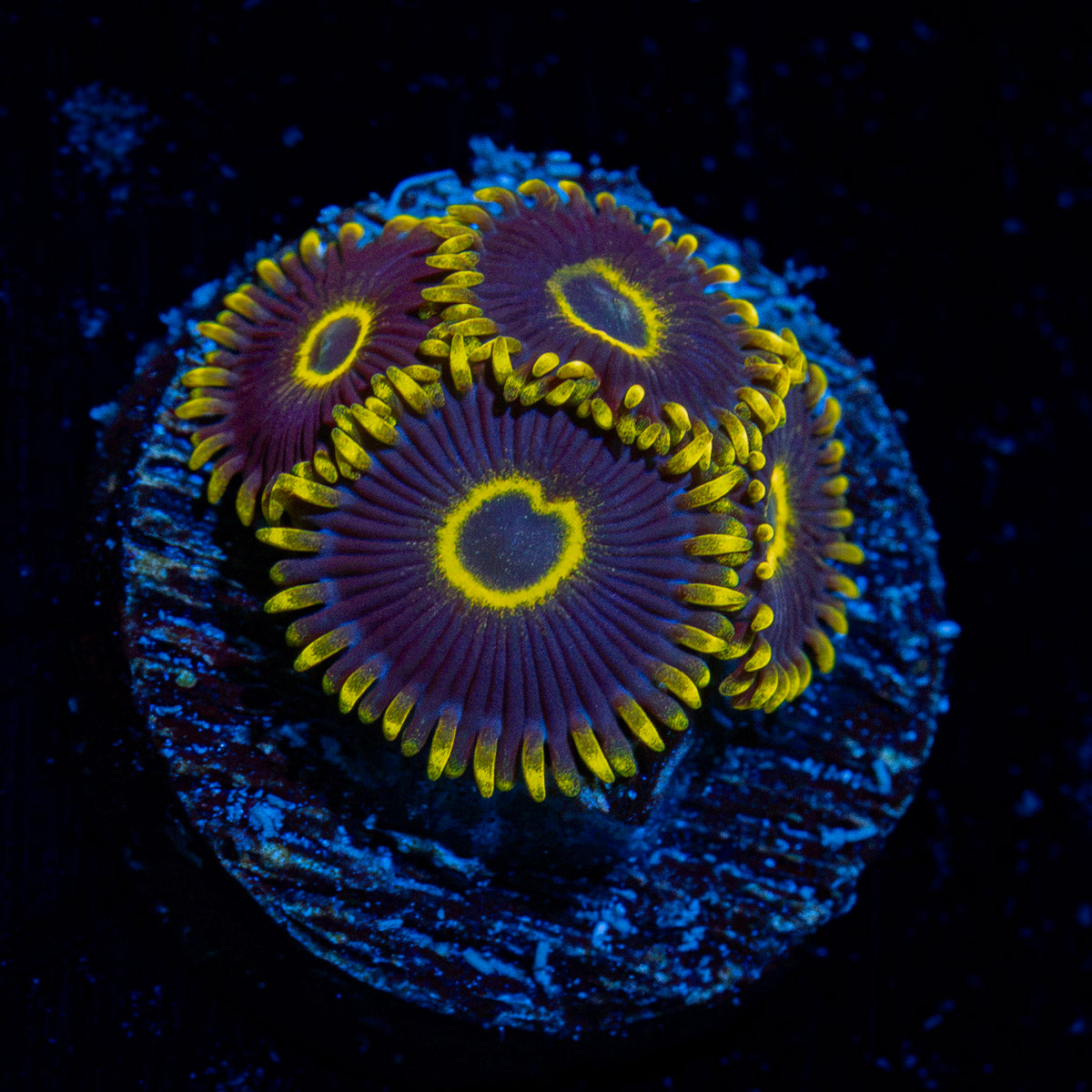 Blue Jay Zoanthid Coral with colony growth in reef aquarium