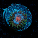 Miami Vice Zoanthid Coral colony growth in reef aquarium