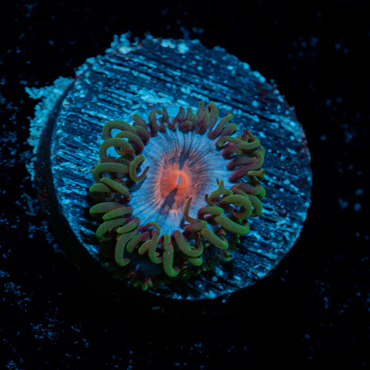 Miami Vice Zoanthid Coral colony growth in reef aquarium