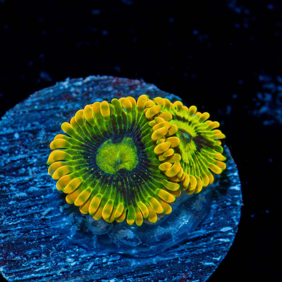 Rainbow Yoda's Zoanthid colony growth in reef aquarium