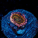 Stratosphere Zoanthid Coral with colony growth in reef aquarium