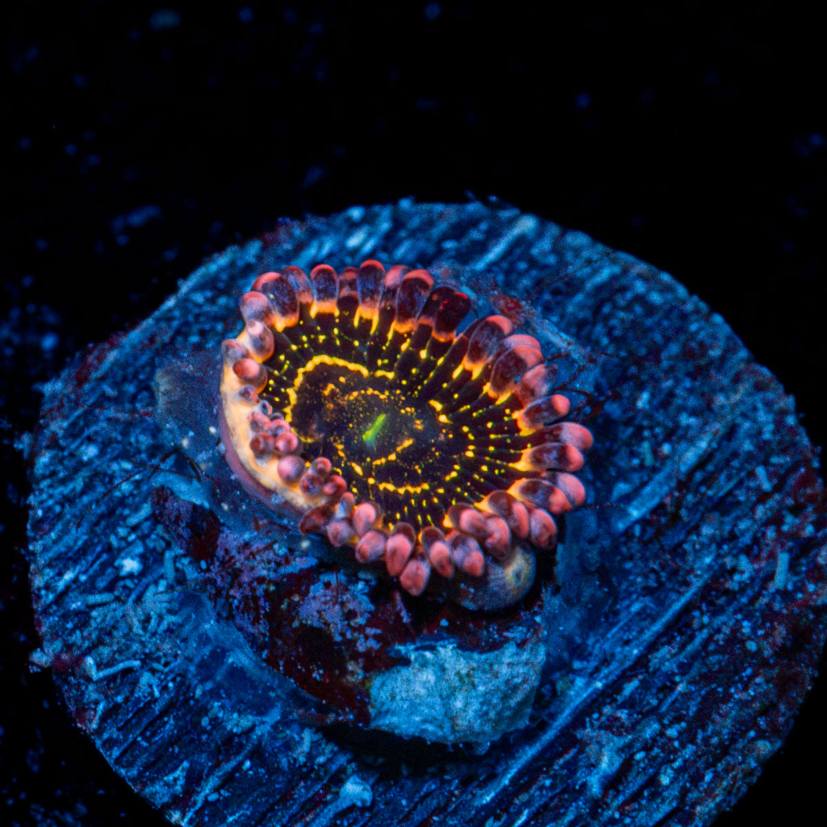 Stratosphere Zoanthid Coral with colony growth in reef aquarium