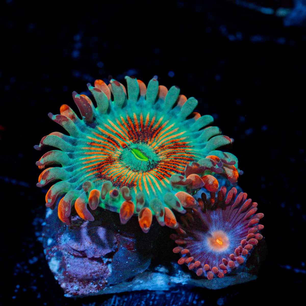White Zombie Zoanthid Coral with colony growth in reef aquarium