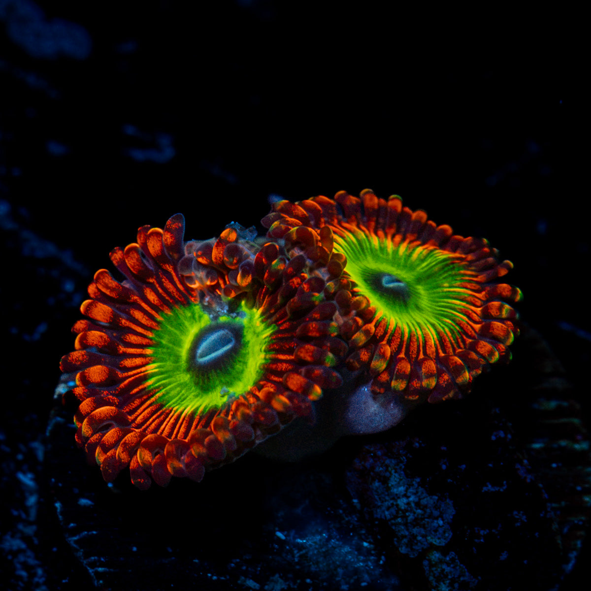 Candy Apple Red Zoanthid Coral colony growth in reef aquarium