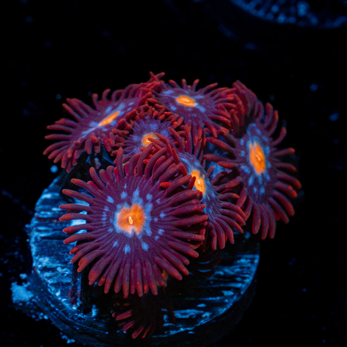 Stitches Zoanthid Coral with colony growth in reef aquarium