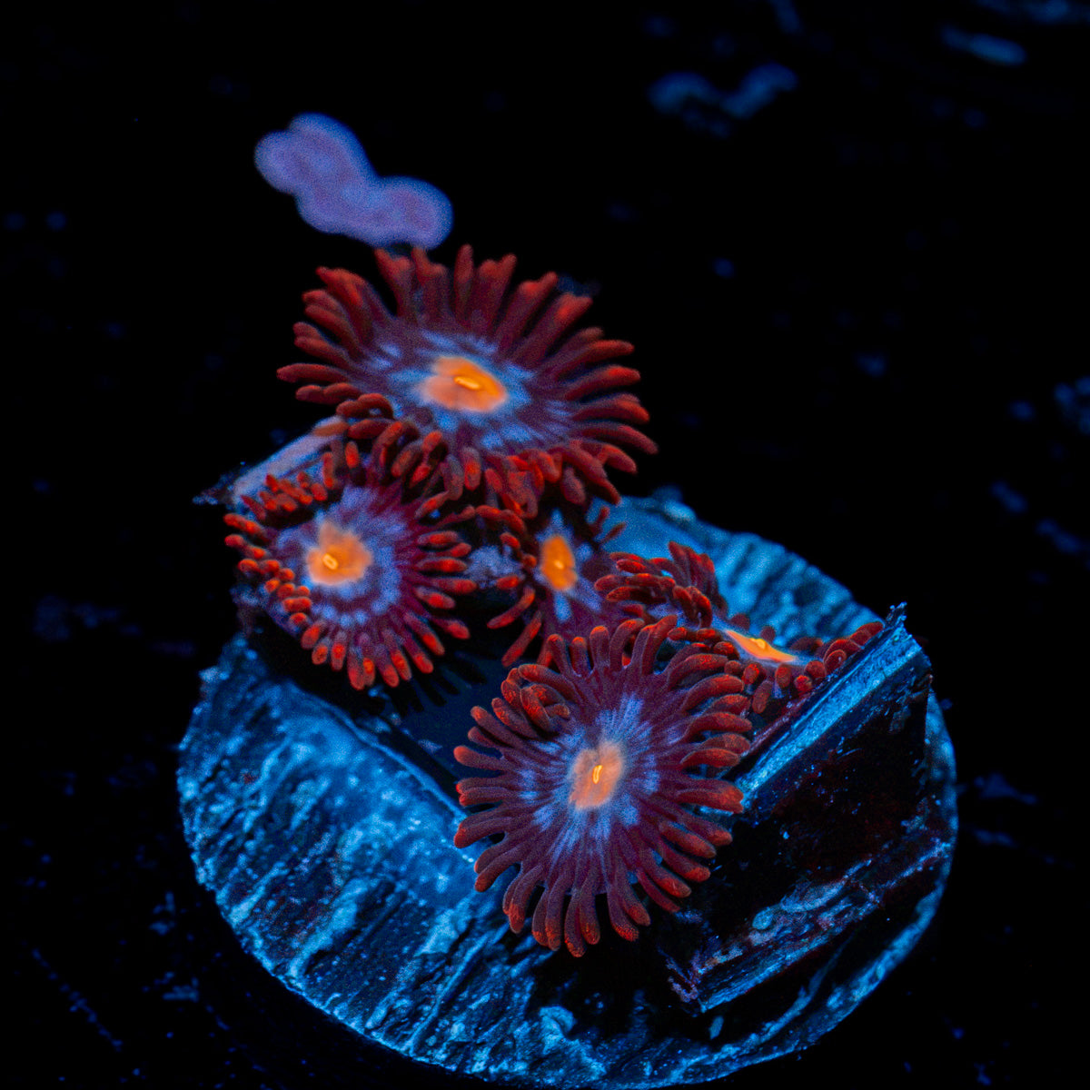 Stitches Zoanthid Coral with colony growth in reef aquarium