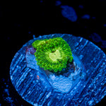 Emerald Muals Zoanthid Coral colony growth in reef aquarium