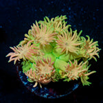 Lovers Goniopora with flower-like polyps in reef aquarium