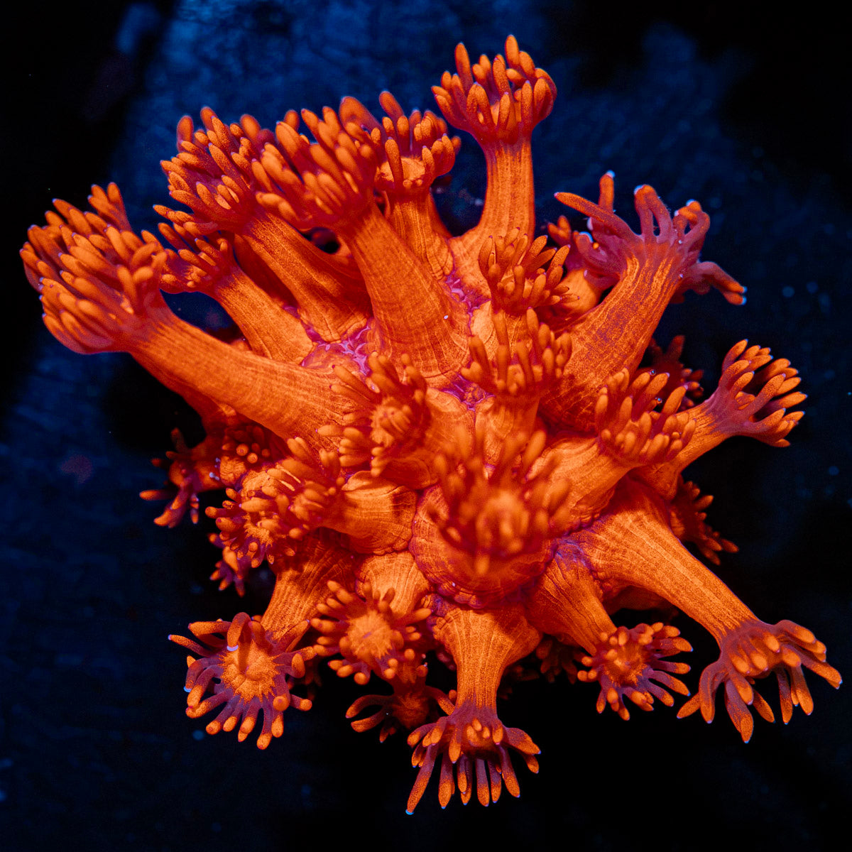 Arctic Blast Goniopora with flower-like polyps in reef aquarium