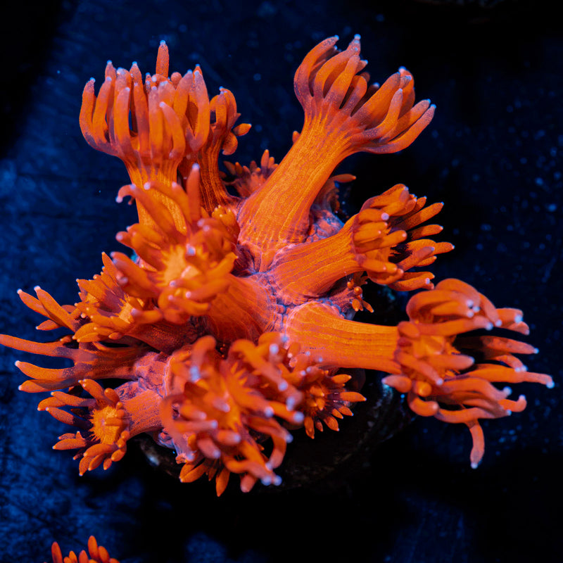 Arctic Blast Goniopora Coral