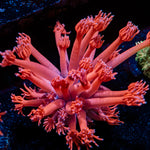 Sweet Tooth Goniopora with flower-like polyps in reef aquarium