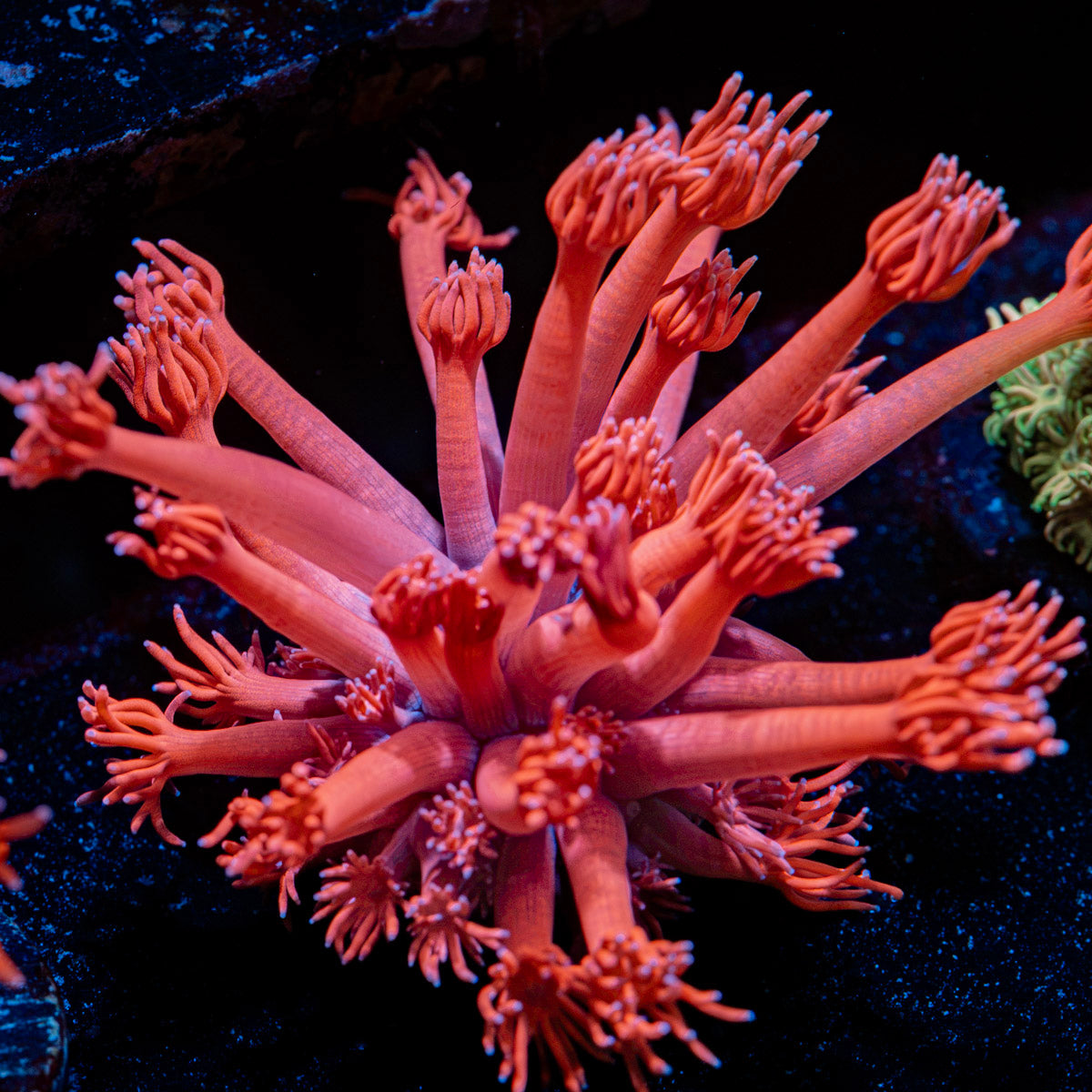 Sweet Tooth Goniopora with flower-like polyps in reef aquarium