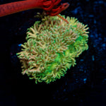 Lovers Goniopora with flower-like polyps in reef aquarium