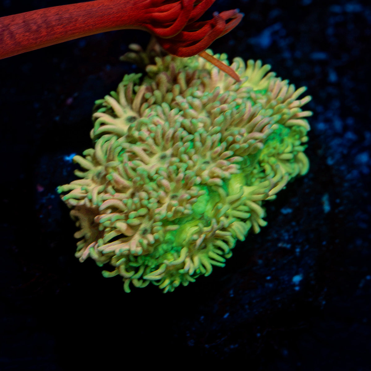 Lovers Goniopora with flower-like polyps in reef aquarium