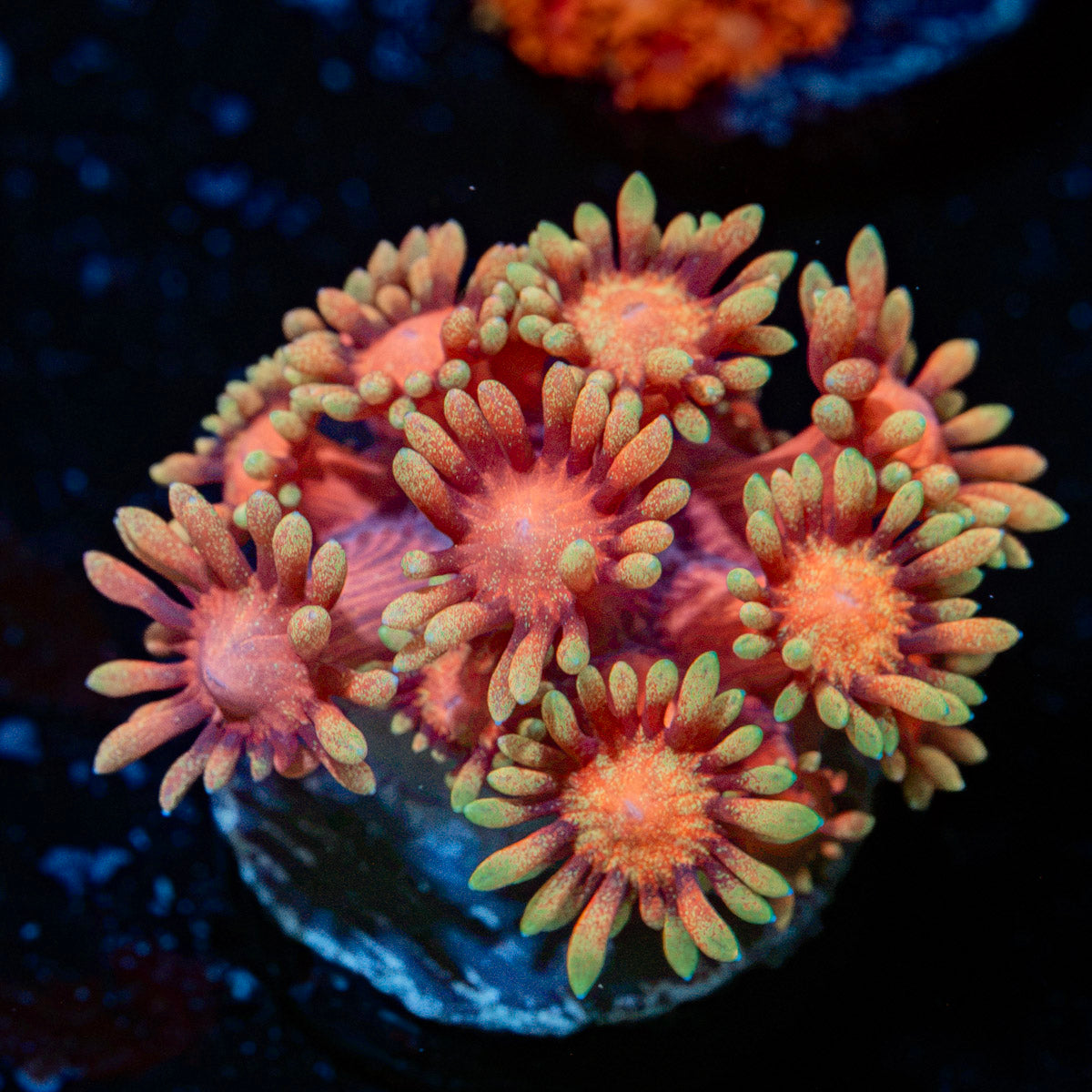Iron Man Goniopora with flower-like polyps in reef aquarium