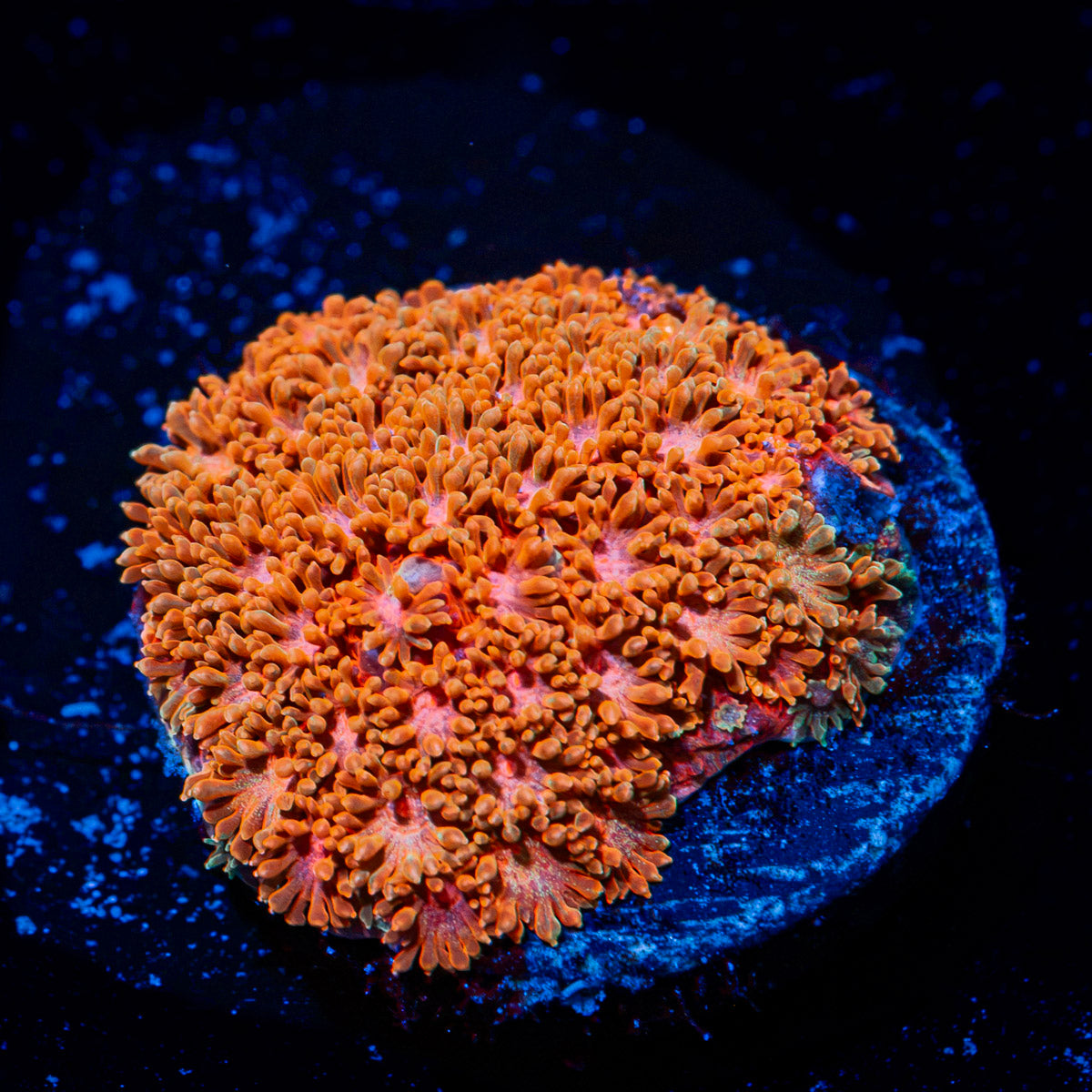 Laffy Taffy Micro Goniopora with flower-like polyps in reef aquarium