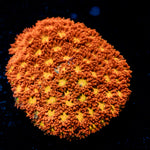 Reese Pieces Micro Goniopora with flower-like polyps in reef aquarium