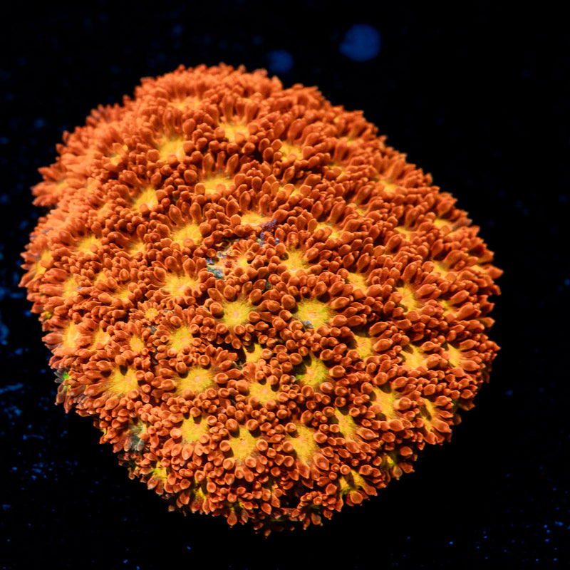 Reese Pieces Micro Goniopora Coral